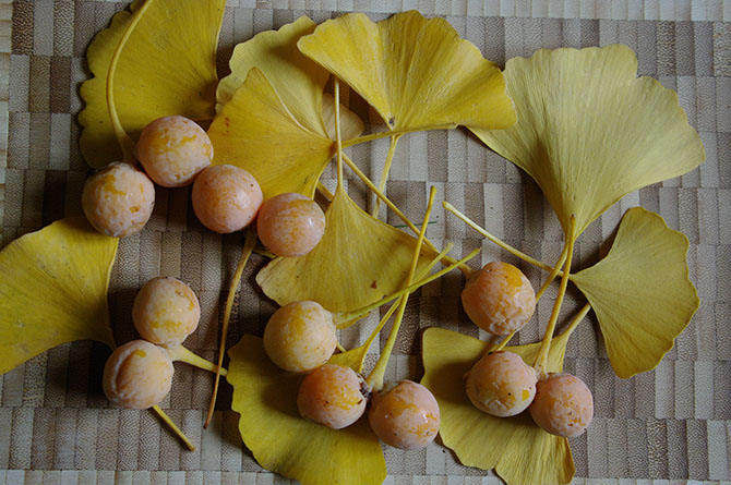Ginkgo biloba, feuilles et ovules - © D. Lejeune